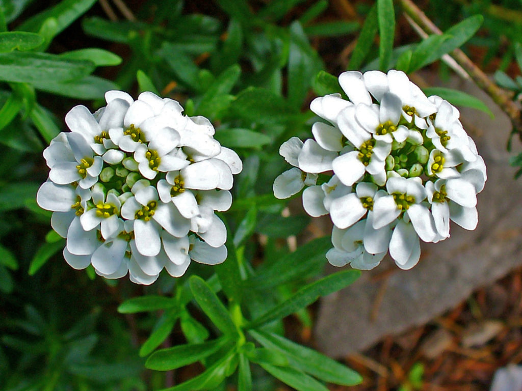 Iberis - Tricarico florgarden